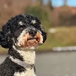 Zur Alten Post Vendégház 3*